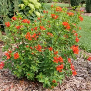 Firecracker Bush Bouvardia - Estrellita Scarlet - 4 inch Potted Plant - Red Blooms