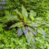 First Blush Hosta Plant - Deep Green Red Edges - 4 inch Pot - Shade Loving