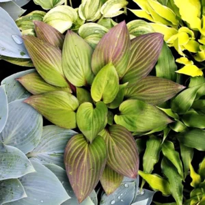 First Blush Hosta Plant - Deep Green Red Edges - 4 inch Pot - Shade Loving