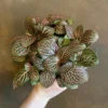 Fittonia Nerve Plant - Easy Houseplant - 2.5 Inch Potted Plant - Pink Veined Indoor Plant