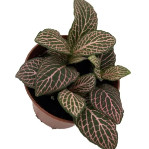 Fittonia Nerve Plant - Easy Houseplant - 2.5 Inch Potted Plant - Pink Veined Indoor Plant