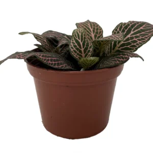 Fittonia Nerve Plant - Easy Houseplant - 2.5 Inch Potted Plant - Pink Veined Indoor Plant