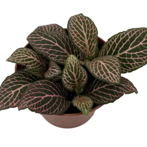 Fittonia Nerve Plant - Easy Houseplant - 2.5 Inch Potted Plant - Pink Veined Indoor Plant
