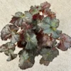 Five and Dime Begonia Plant - 2.5 inch Pot - Easy Houseplant