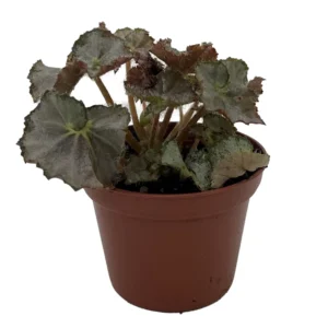 Five and Dime Begonia Plant - 2.5 inch Pot - Easy Houseplant