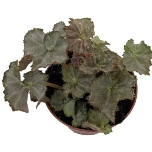 Five and Dime Begonia Plant - 2.5 inch Pot - Easy Houseplant