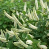 Fizzy Wizzy Sweetspire Itea Virginica Plant - 4 inch Pot - White Flowers