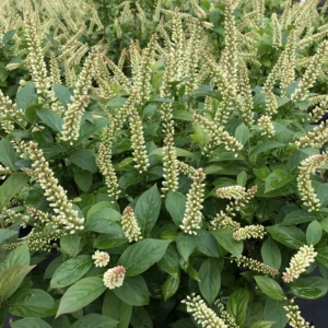 Fizzy Wizzy Sweetspire Itea Virginica Plant - 4 inch Pot - White Flowers