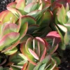 Flapjacks Plant Kalanchoe - 2.5 Inch Pot - Paddle Plant Succulent