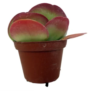 Flapjacks Plant Kalanchoe - 2.5 Inch Pot - Paddle Plant Succulent