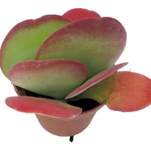 Flapjacks Plant Kalanchoe - 2.5 Inch Pot - Paddle Plant Succulent