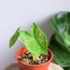 Florida Beauty Caladium Bulbs - Planting Size #2 - Show Stopper Variety