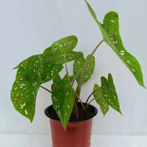 Florida Beauty Caladium Bulbs - Planting Size #2 - Show Stopper Variety