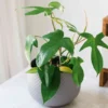 Florida Green Philodendron - Collector's Series - 4" Pot - Rare Indoor Plant