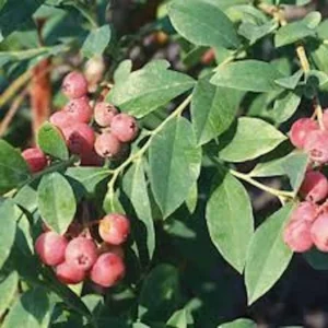 Florida Rose Rabbiteye Blueberry Highbush Starter Plant - 5 Pack - Fruit Plant Perennial