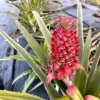 Florida Special Pineapple Plant Starter Ananas Colossus Bare Root Fruit Plant