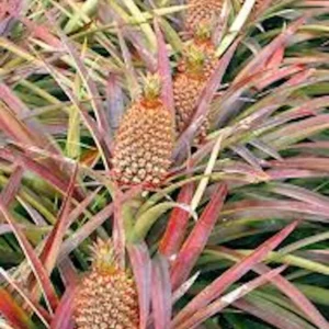 Florida Special Pineapple Plant Starter Ananas Colossus Bare Root Fruit Plant