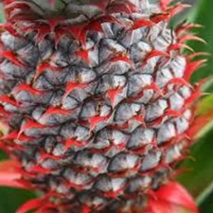 Florida Special Pineapple Plant Starter Ananas Colossus Bare Root Fruit Plant