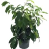 Florida Spire Weeping Fig Tree - Ficus benjamina - 4" Pot - Columnar Houseplant