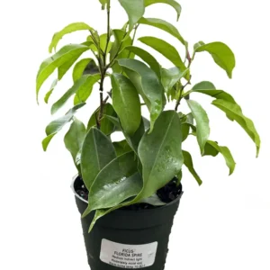 Florida Spire Weeping Fig Tree - Ficus benjamina - 4" Pot - Columnar Houseplant