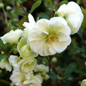 Flowering Quince Collection - 3 Plants 4" Pots - Scarlet, White and Orange - Spring Blooms