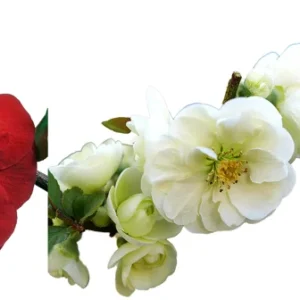 Flowering Quince Collection - 3 Plants 4