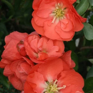 Flowering Quince Plant - Double Take Orange - 4 Inch Pot - Vibrant Blooms
