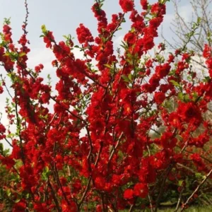 Flowering Quince Scarlet Storm - Red Shrub - One Quart Pot - Spring Blooms