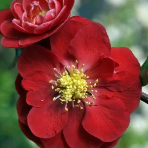 Flowering Quince Scarlet Storm - Red Shrub - One Quart Pot - Spring Blooms