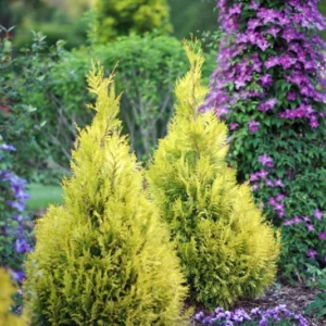 Fluffy Arborvitae - Thuja Plicata - Evergreen Shrub - 4 inch Pot