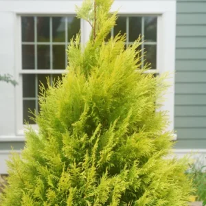 Fluffy Arborvitae - Thuja Plicata - Evergreen Shrub - 4 inch Pot