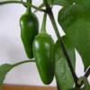 Fooled You Jalapeno Pepper Plant - 4 Inch Pot - Mild Flavor