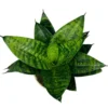 Forest Star Snake Plant - Sansevieria - 2.5 Inch Potted Plant