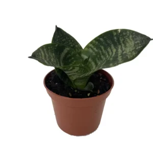 Forest Star Snake Plant - Sansevieria - 2.5 Inch Potted Plant