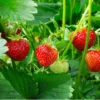 Fort Laramie Everbearing Strawberry Plants - 10 Bare Roots - Hardiest Variety