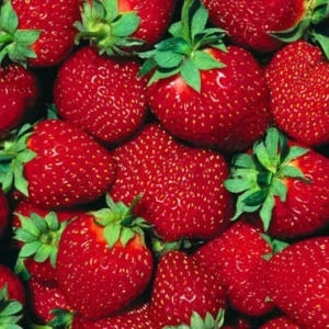Fort Laramie Everbearing Strawberry Plants - 10 Bare Roots - Hardiest Variety