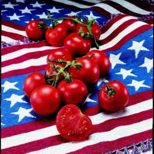 Fourth of July Tomato Plant 4 inch Pot - Early Ripening Variety
