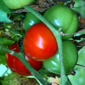 Fourth of July Tomato Plant 4 inch Pot - Early Ripening Variety