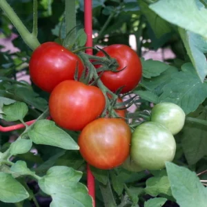 Fourth of July Tomato Plant 4 inch Pot - Early Ripening Variety
