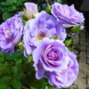 Fragrant Blue Rose Bush Live Plant - Hybrid Tea Rose, 5-10 Inch, Outdoor/Indoor