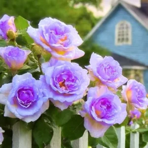 Fragrant Blue Rose Bush Live Plant - Hybrid Tea Rose, 5-10 Inch, Outdoor/Indoor