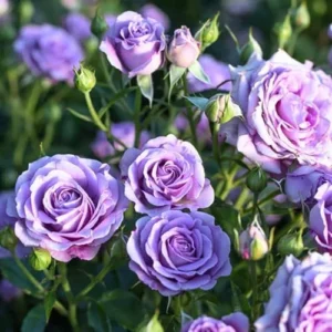 Fragrant Blue Rose Bush Live Plant - Hybrid Tea Rose, 5-10 Inch, Outdoor/Indoor