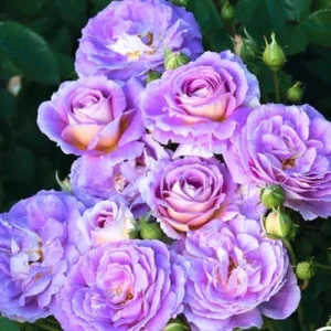Fragrant Blue Rose Bush Live Plant - Hybrid Tea Rose, 5-10 Inch, Outdoor/Indoor