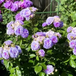 Fragrant Blue Rose Bush Live Plant - Hybrid Tea Rose, 5-10 Inch, Outdoor/Indoor