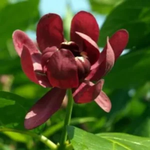 Fragrant Calycanthus Aphrodite Sweetshrub - 4 Inch Pot