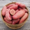 French Fingerling Potato 6 Tubers - Heirloom Seed Potatoes
