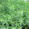 French Tarragon Plants Set 2 Plants- 4 Inch Pot Sweet Herb - Indoor & Outdoor