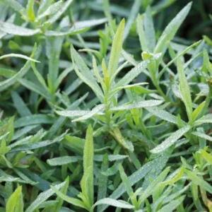 French Tarragon Plants Set 2 Plants- 4 Inch Pot Sweet Herb - Indoor & Outdoor