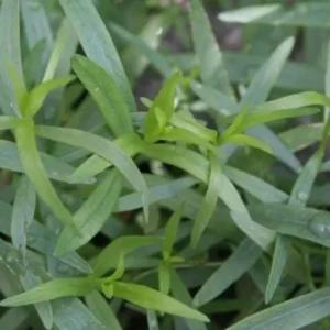 French Tarragon Plants Set 2 Plants- 4 Inch Pot Sweet Herb - Indoor & Outdoor