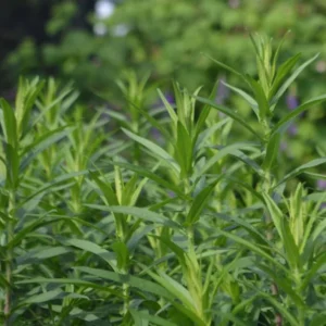 French Tarragon Plants Set 2 Plants- 4 Inch Pot Sweet Herb - Indoor & Outdoor